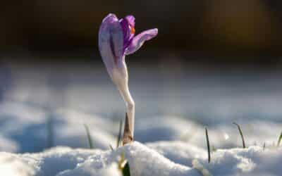 Easter Reflection: On These Winter Mornings